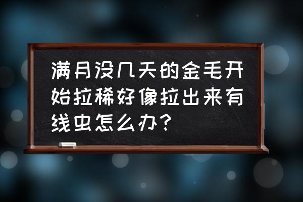 没满月的小狗拉稀 满月没几天的金毛开始拉稀好像拉出来有线虫怎么办? 没满月的小狗拉稀 满月没几天的金毛开始拉稀好像拉出来有线虫怎么办?