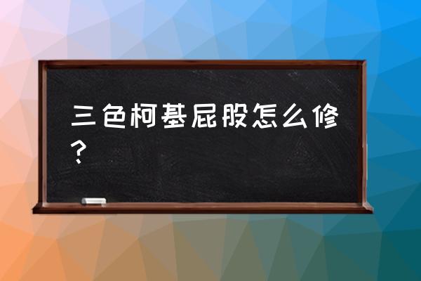 5个月柯基屁股怎么修剪 三色柯基屁股怎么修? 5个月柯基屁股怎么修剪 三色柯基屁股怎么修?